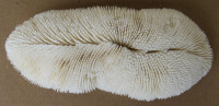 Halomitra pileus  (Linnaeus, 1758)